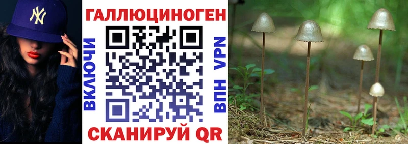 Псилоцибиновые грибы Psilocybine cubensis  Дмитров 